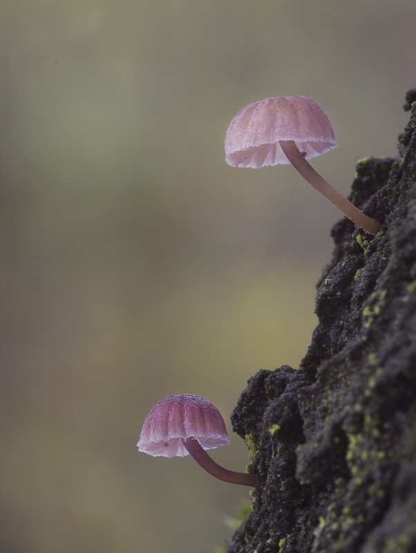 Mycena meliigena